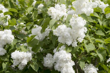 Leylak (Syringa vulgaris bush) 