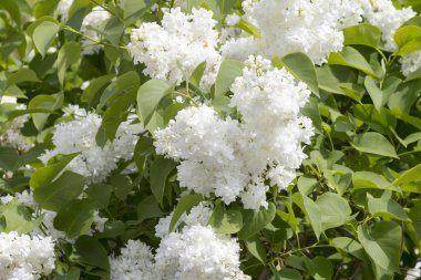 Leylak (Syringa vulgaris bush) 