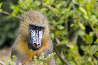 Mandrill'di (Mandrillus Sfenks) 