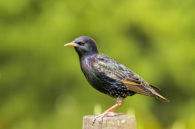 ortak starling - sturnus vulgaris