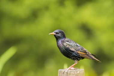 ortak starling - sturnus vulgaris