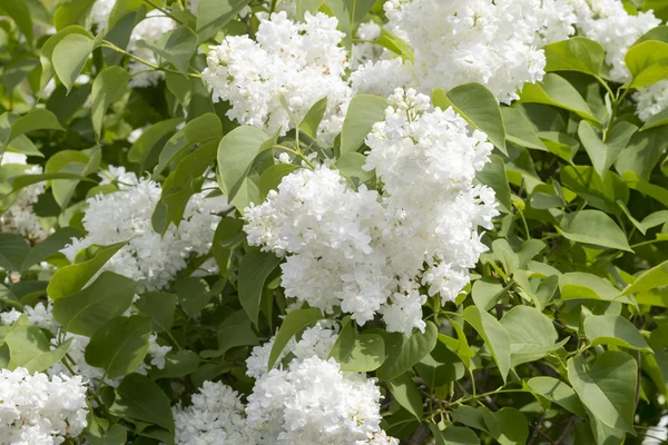 Arbuste de lilas (Syringa vulgaris ) — Photo