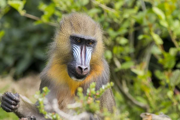 Mandril (Mandrillus sphinx) — Foto de Stock