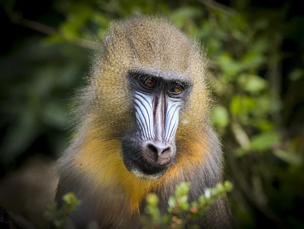 Mandril (Mandrillus sphinx) — Stockfoto