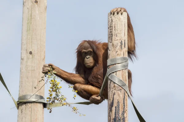 Funny orangutan with flowers — Stock Photo, Image