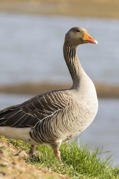 Pink footed Goose — Stock Photo, Image