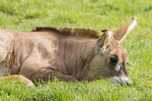 Роановая антилопа (Hippotragus equinus) ) — стоковое фото