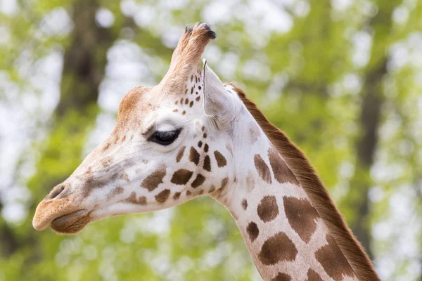 Rothschild Giraffe — Stock Photo, Image