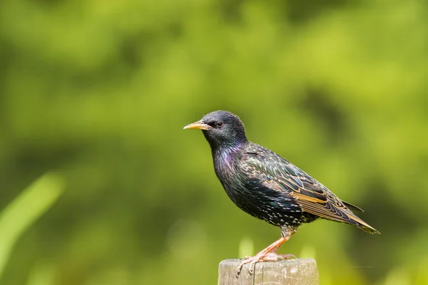 Ortak starling - sturnus vulgaris — Stok fotoğraf