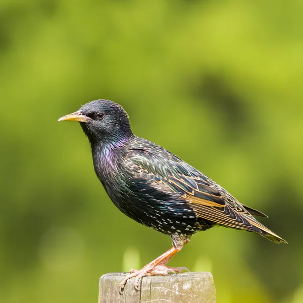 Ortak starling - sturnus vulgaris — Stok fotoğraf