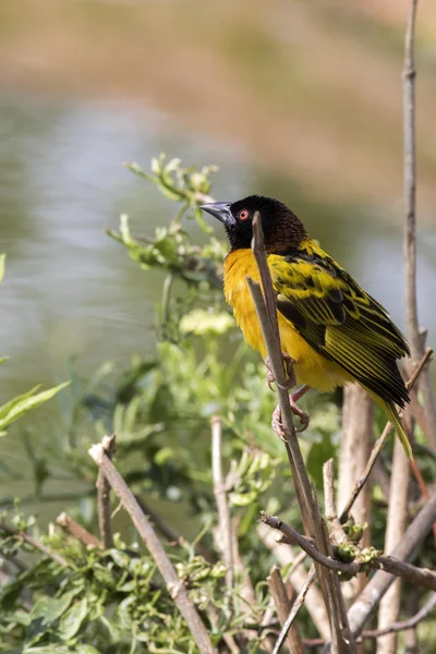 Tejedor de pueblo (Ploceus cucullatus) —  Fotos de Stock