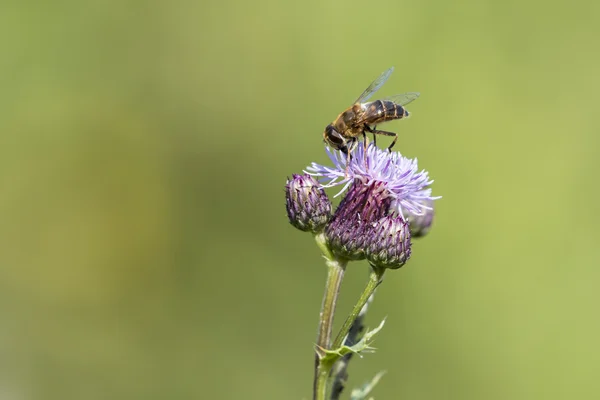 Včela na bodláku — Stock fotografie