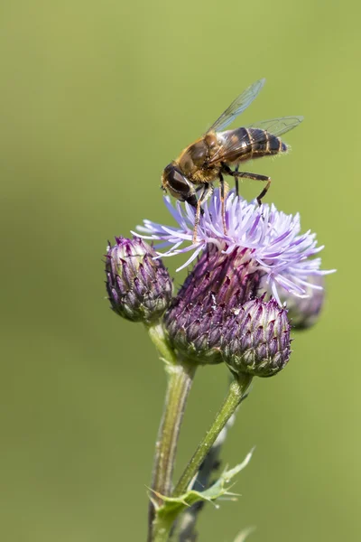 Biene auf einer Distel — Stockfoto