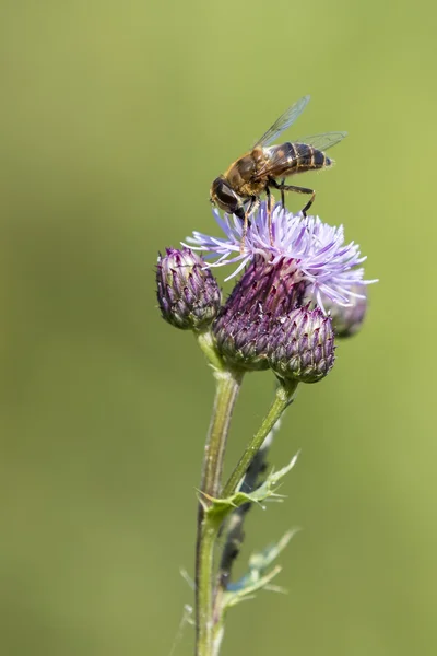 Biene auf einer Distel — Stockfoto