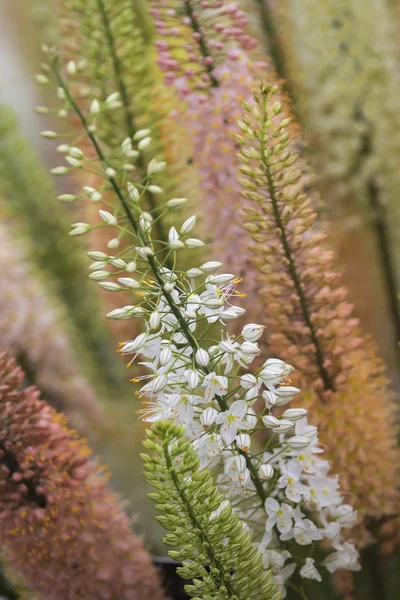 Flores — Fotografia de Stock