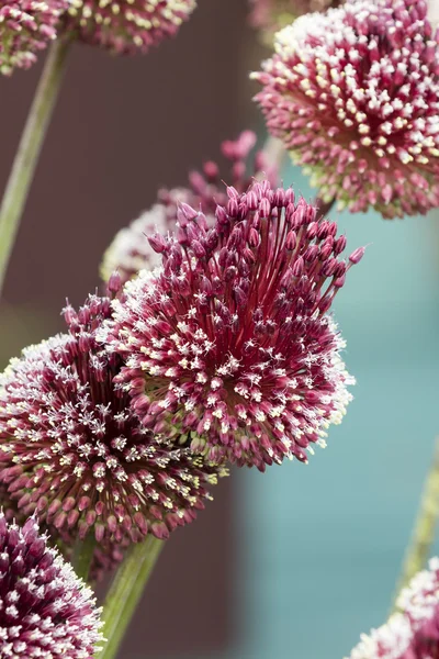 Allium Mohikan — Stok fotoğraf