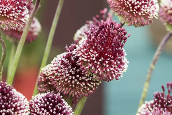 Allium Mohikan — Stok fotoğraf