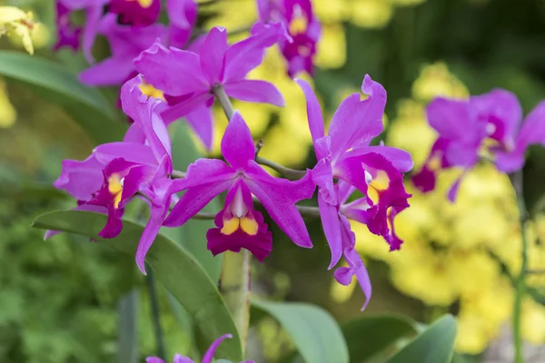 Orquídea — Foto de Stock