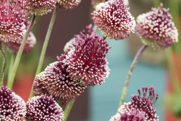 Allium mohican — Zdjęcie stockowe