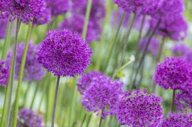 Allium (Allium Giganteum)