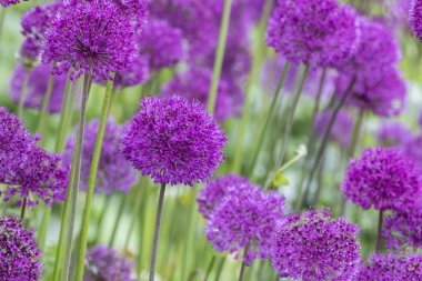 allium (Allium Giganteum) clipart