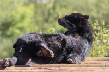 Andean bear (Tremarctos ornatus) clipart