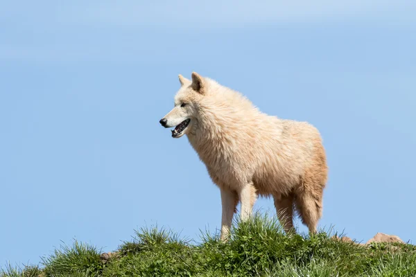 Sarkvidéki farkas (Canis lupus arctos) — Stock Fotó
