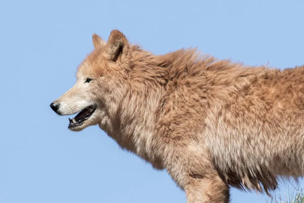 Lobo ártico (Canis lupus arctos ) — Fotografia de Stock