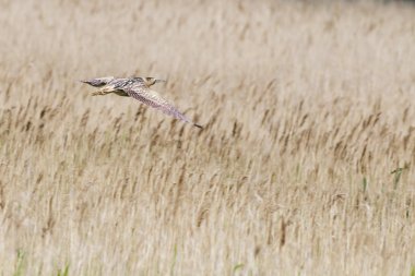 Balaban (Botaurus stellaris)