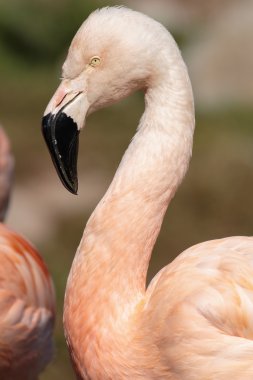 Karayip flamingo (Phoenicopterus ruber ruber )