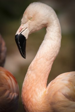 Karayip flamingo (Phoenicopterus ruber ruber )