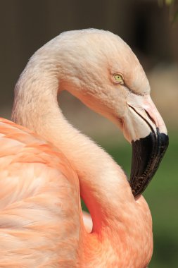 Karayip flamingo (Phoenicopterus ruber ruber )