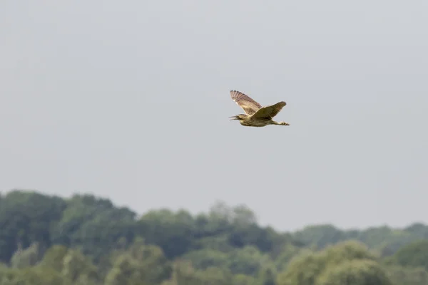 Rohrdommel (botaurus stellaris)) — Stockfoto