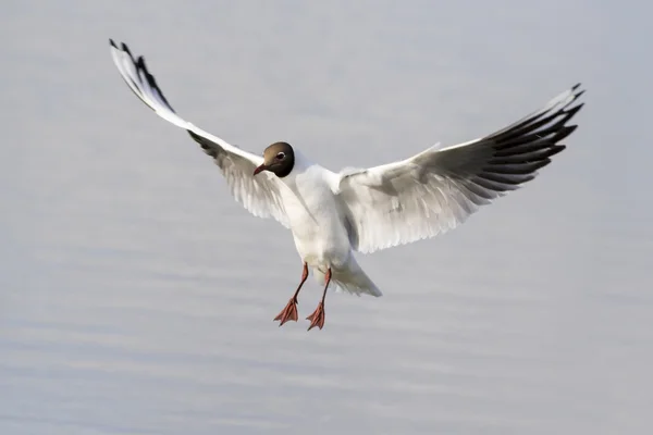 Gaviota de cabeza negra (larus ridibundus ) —  Fotos de Stock