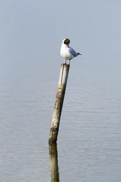 Schwarzkopfmöwe (larus ridibundus)) — Stockfoto