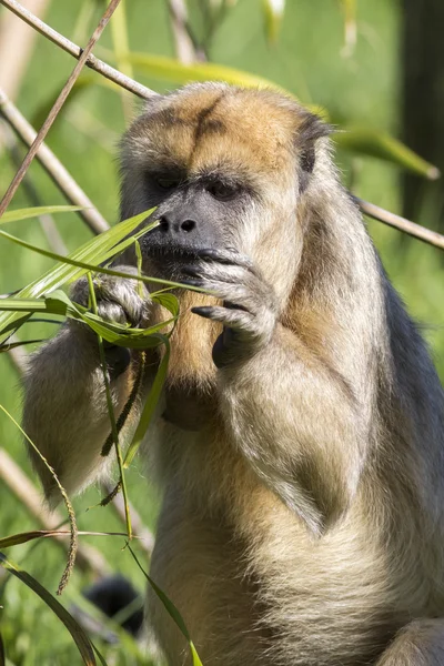 Bruine kapucijnaap aap (Cebus apella) — Stockfoto