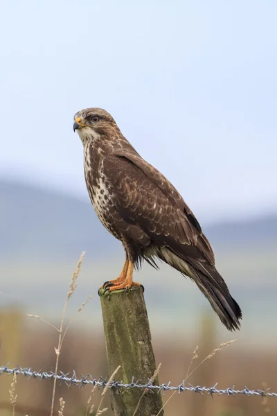 Bussard (buteo buteo)) — Stockfoto