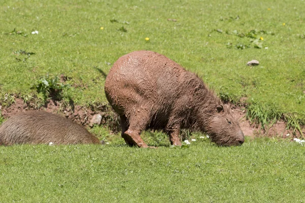 Capybara (Hydrochoerus hydrochaeris) — Stock Photo, Image