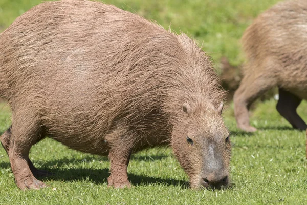 Capybara (Hydrochoerus hydrochaeris) ) — стоковое фото