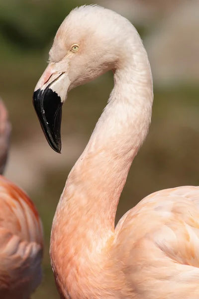 Caribbean flamingo ( Phoenicopterus ruber ruber ) — Stock Photo, Image