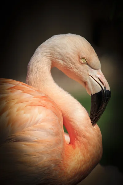 ฟลามิงโก้แคริบเบียน (Phoenicopterus ruber  ) — ภาพถ่ายสต็อก