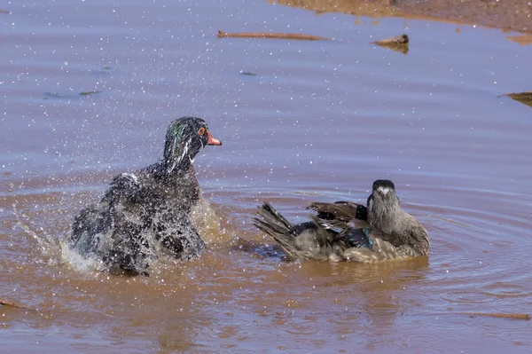 Carolina wood duck — Stock fotografie