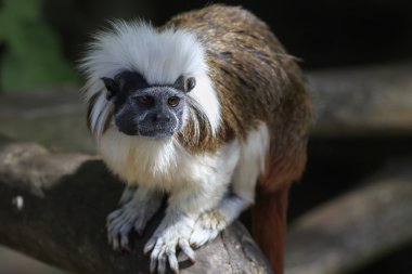 Pamuk tepesinde pembe maymun (Saguinus oedipus)