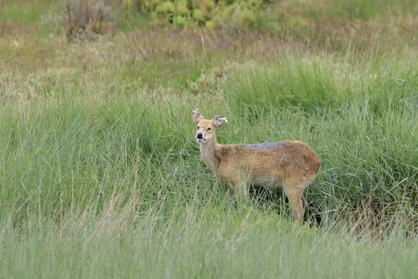 Chinese water deer (Hydropotes inermis) — Stock Photo, Image