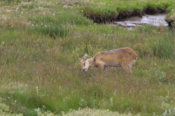 Chinese water deer (Hydropotes inermis) — Stock Photo, Image