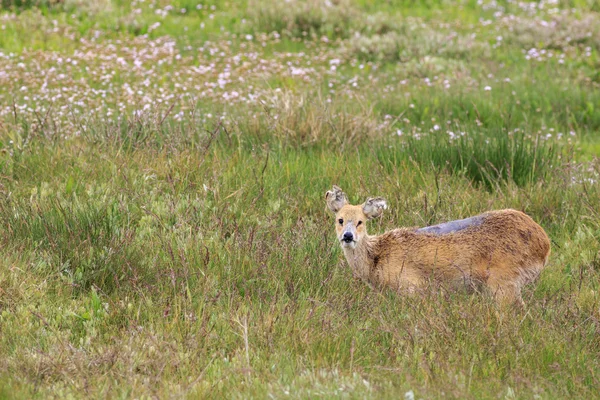 Chinese water deer (Hydropotes inermis) — Stock Photo, Image