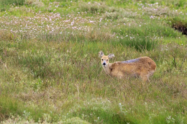 Chinese water deer (Hydropotes inermis) — Stock Photo, Image