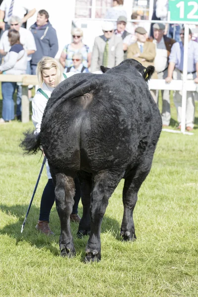 Cow being judged — Stock Photo, Image