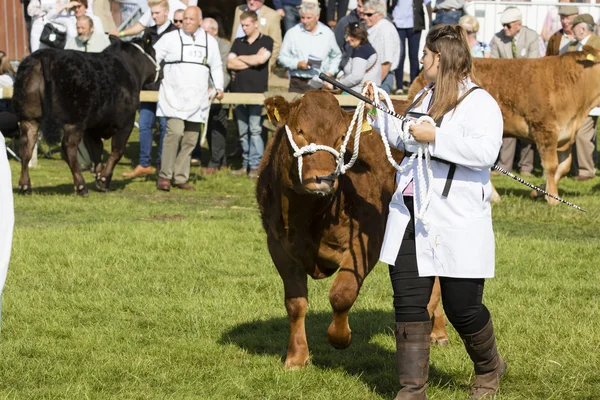 Cow being judged — Stock Photo, Image