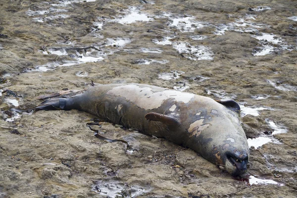 Dead Seal — Stock Photo, Image